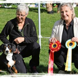 Best of Breed and Best in Show